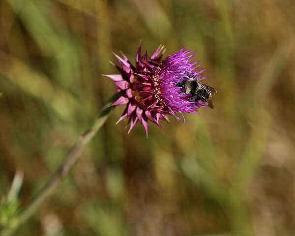 Bee on thistle - Grand Lake Colorado wildlife photo canvas print