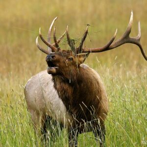 Elk with Grass - canvas print from Grand Lake, Colorado