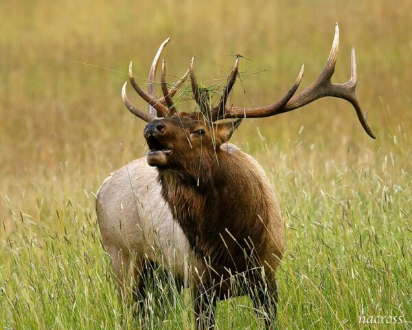 Elk with Grass - canvas print from Grand Lake, Colorado