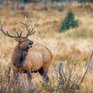 Elk Near Holzwarth - Grand Lake, Colorado wildlife photo canvas print, available in sizes from 5x7 to 24x18, canvas will be stretched over 3/4" wood.