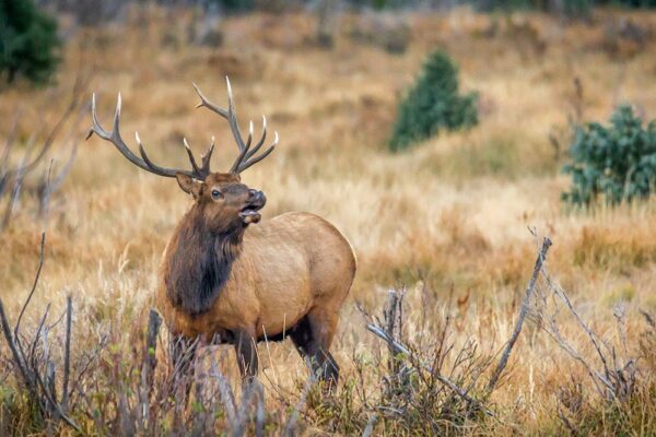 Elk Near Holzwarth - Grand Lake, Colorado wildlife photo canvas print, available in sizes from 5x7 to 24x18, canvas will be stretched over 3/4" wood.