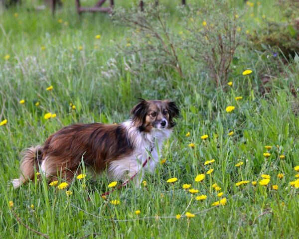 Jack in Flowers - canvas print from Grand Lake, Colorado