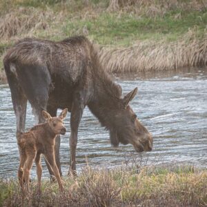 Moose and baby - canvas print from Grand Lake, Colorado