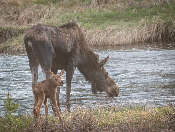 Moose and baby - canvas print from Grand Lake, Colorado