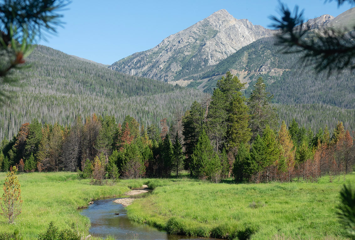 Wildlife Canvas Prints from Grand Lake, Colorado| Little Pines Photos