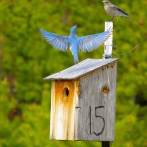 Blue Birds in Love - Grand Lake, Colorado wildlife photo canvas print, available in multiple sizes from 5x7 to 24x18, canvas will be stretched over 3/4" wood.