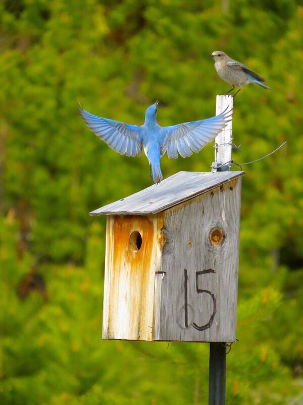 Blue Birds in Love - Grand Lake, Colorado wildlife photo canvas print, available in multiple sizes from 5x7 to 24x18, canvas will be stretched over 3/4" wood.