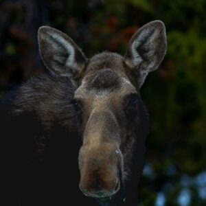 Moose Head On - Grand Lake, Colorado wildlife photo canvas print, available in multiple sizes from 5x7 to 24x18, canvas will be stretched over 3/4" wood.