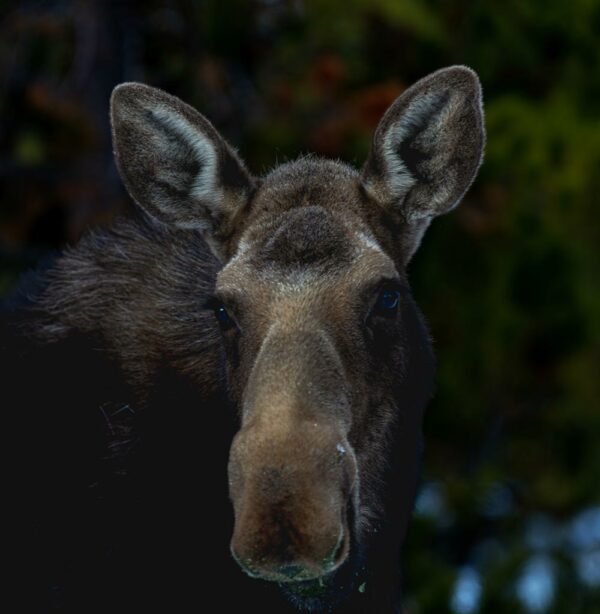 Moose Head On - Grand Lake, Colorado wildlife photo canvas print, available in multiple sizes from 5x7 to 24x18, canvas will be stretched over 3/4" wood.