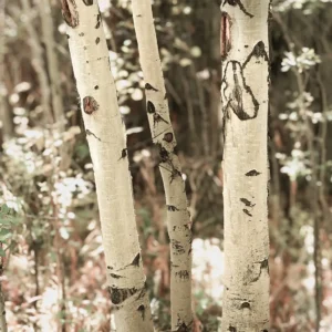 Aspen Trunks photo