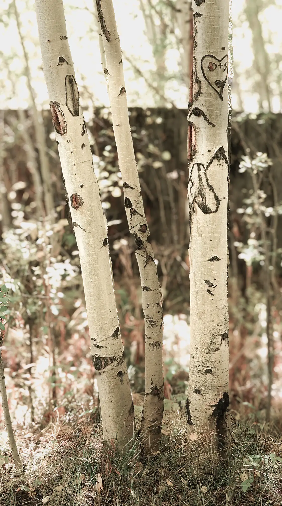 Aspen Trunks photo