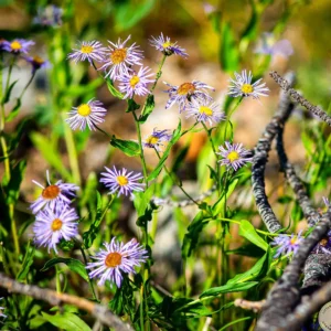 Asters