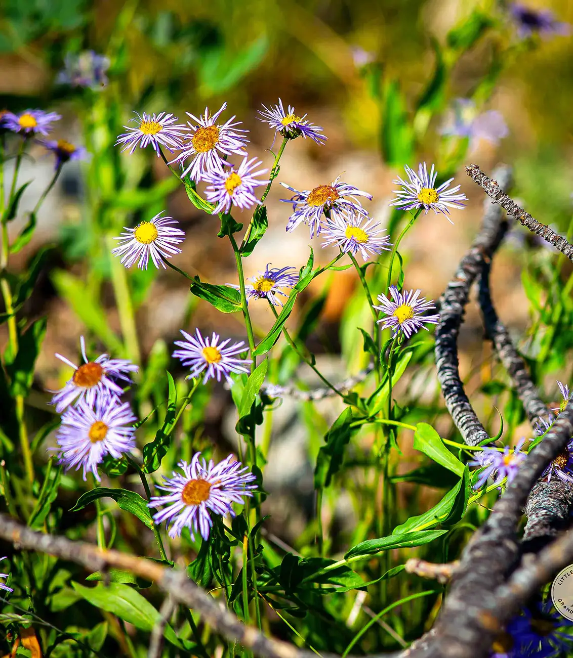 Asters
