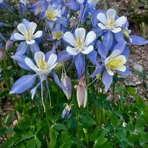 Native Columbine