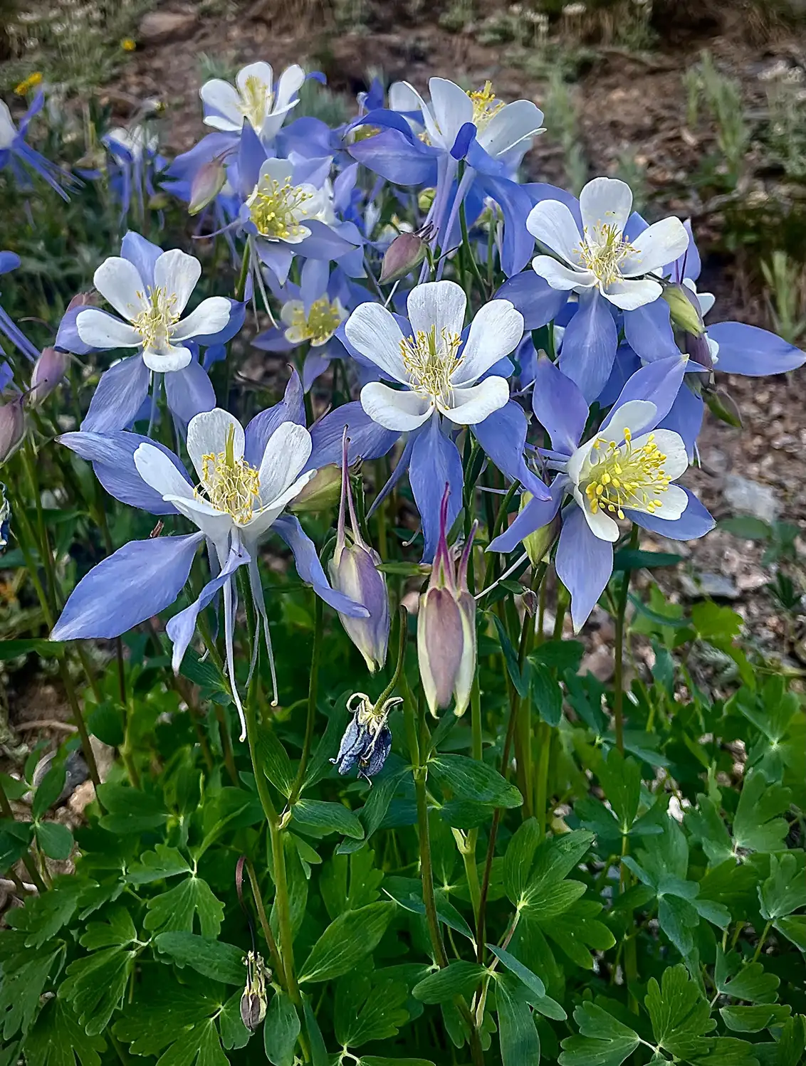 Native Columbine