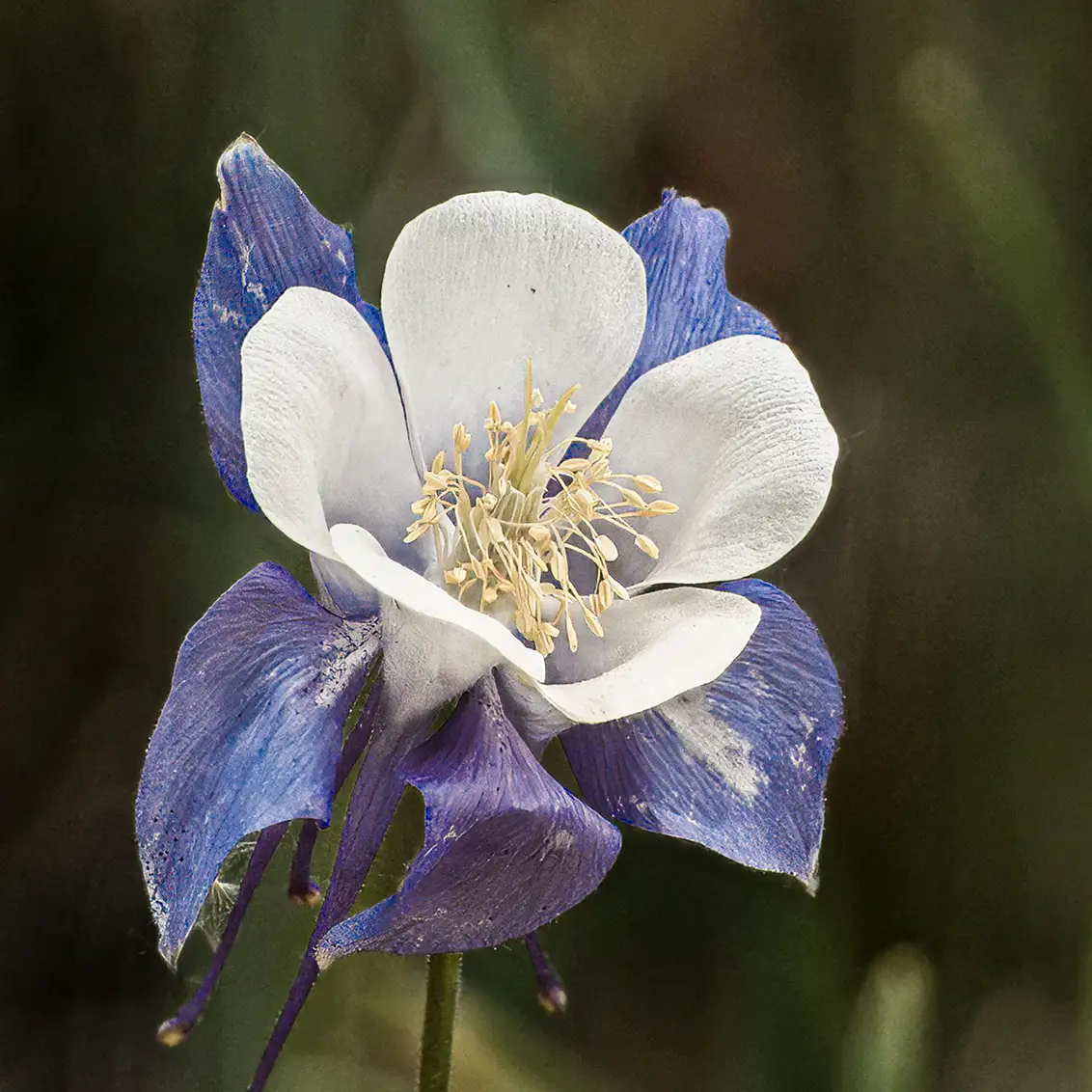 Single Columbine