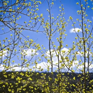 Spring Flowers