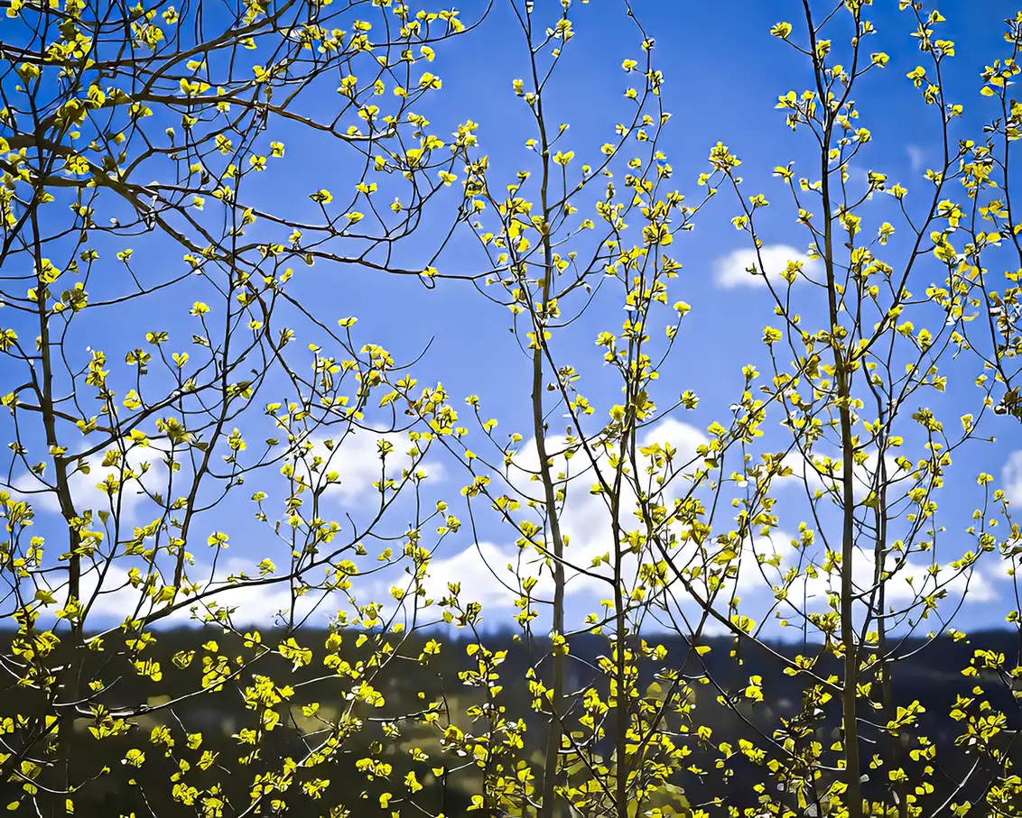 Spring Flowers