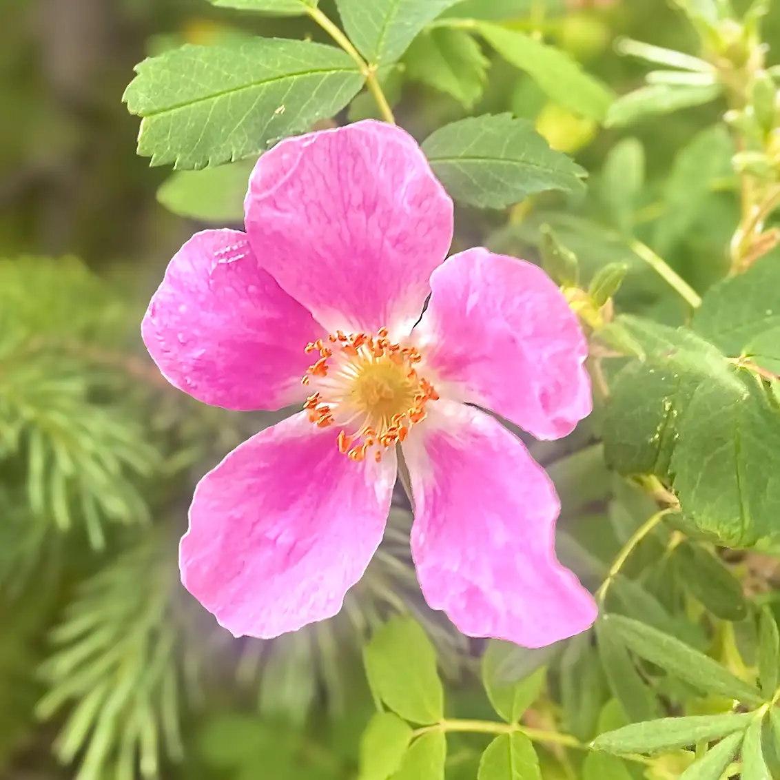 Wild Rose