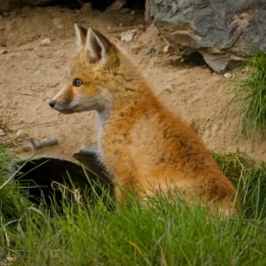 Fox Spring Kit - photo by Neal Cross