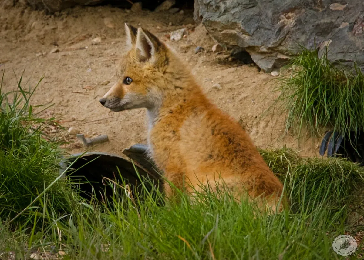 Fox Spring Kit - photo by Neal Cross