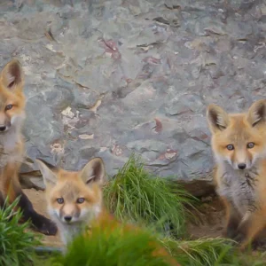 Three Kits - photo by Neal Cross