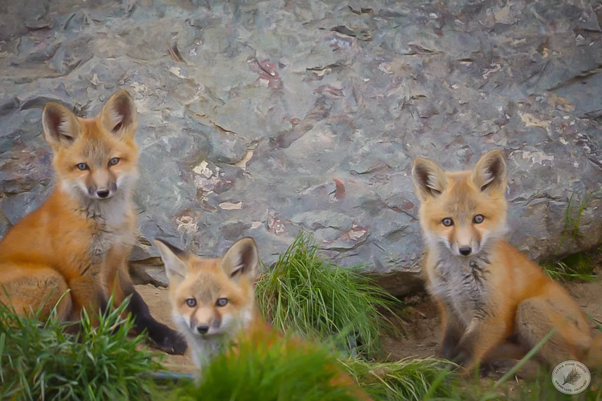 Three Kits - photo by Neal Cross