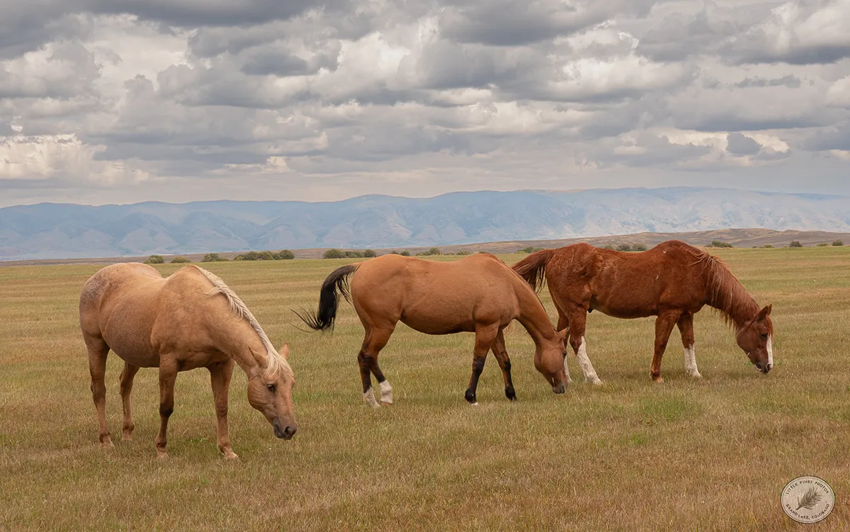 Three Horses by Neal Cross