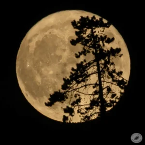 Pine on the Moon - photo by Neal Cross