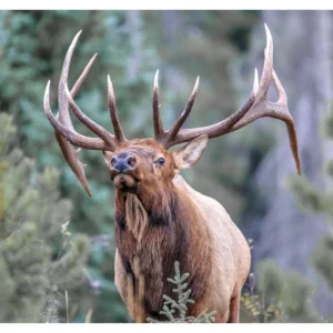 Bull Elk Head On - photo by Neal Cross