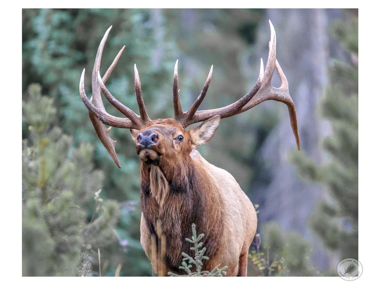 Bull Elk Head On - photo by Neal Cross