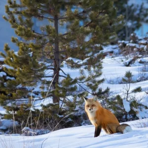 Fox in Snow - photo by Neal Cross