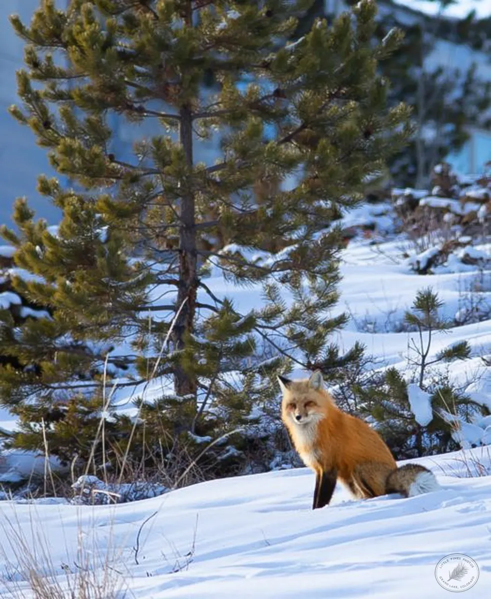 Fox in Snow - photo by Neal Cross