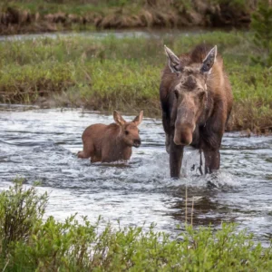 Mom Moose and Baby - photo by Neal Cross