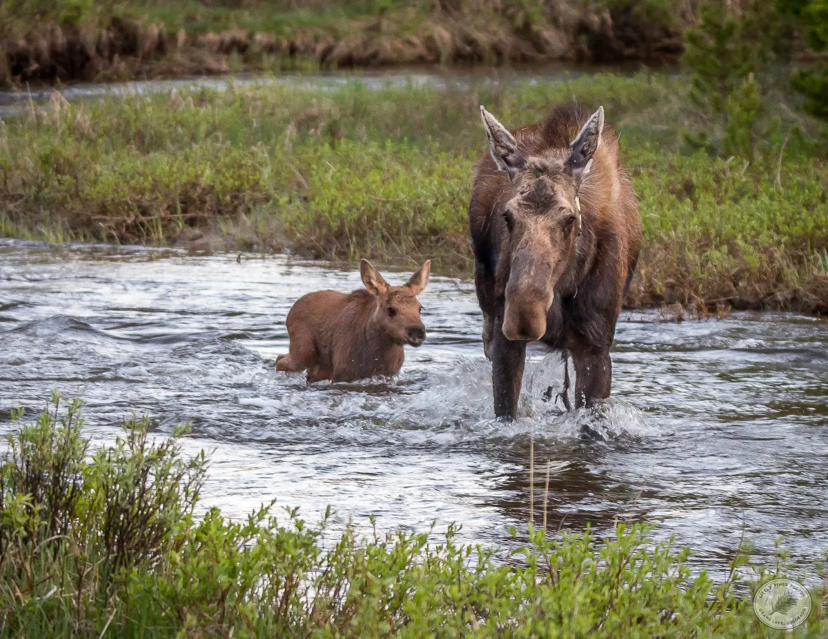 Mom Moose and Baby - photo by Neal Cross