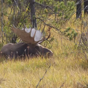 Bull Moose at Rest - photo by Neal Cross