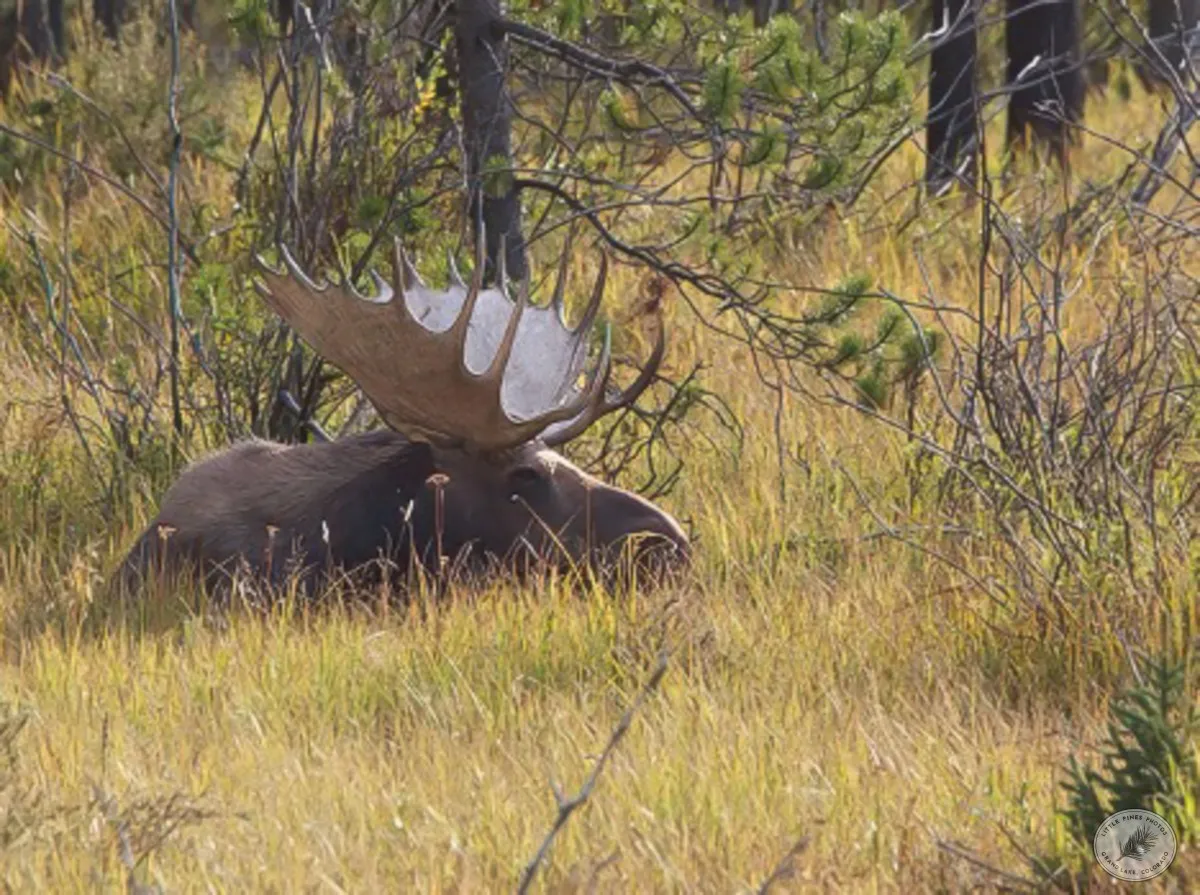 Bull Moose at Rest - photo by Neal Cross