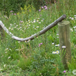 Old Fence and Flowers - photo by Neal Cross