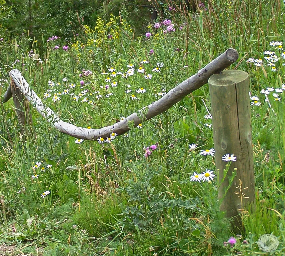 Old Fence and Flowers - photo by Neal Cross