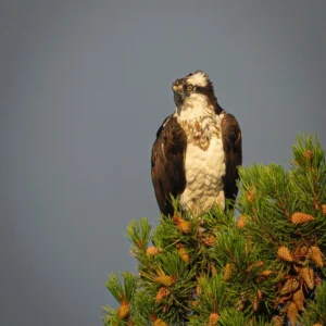 Osprey - photo by Neal Cross
