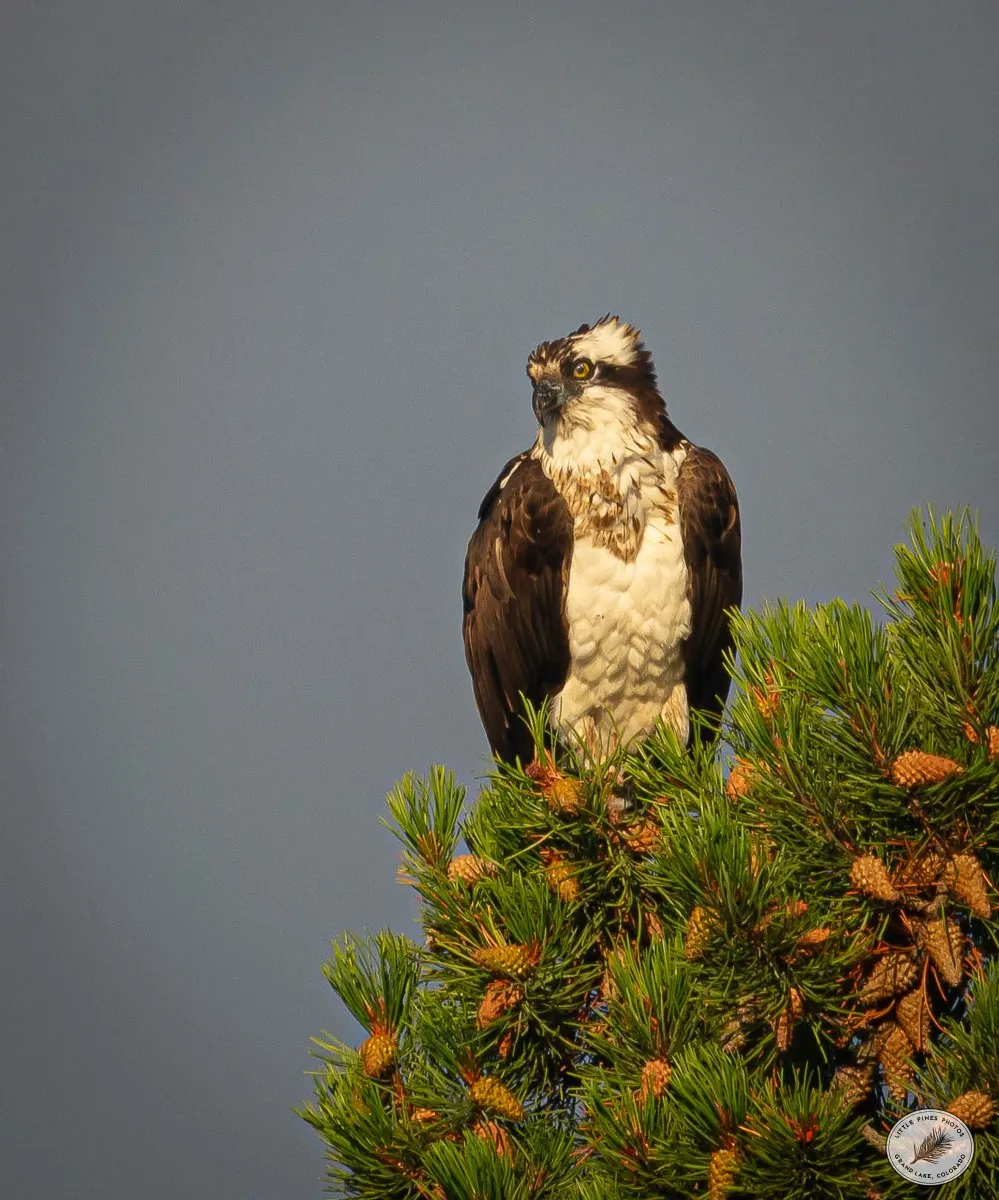 Osprey - photo by Neal Cross